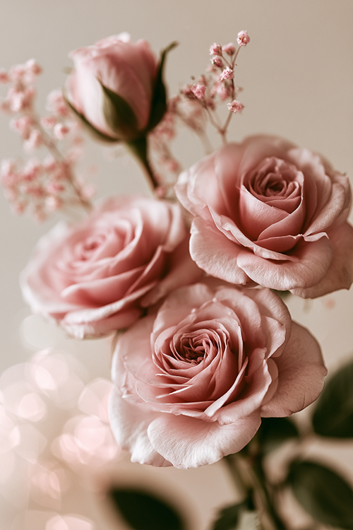 Close-up of blush pink garden roses with delicate layered petals and soft romantic floral elegance. 