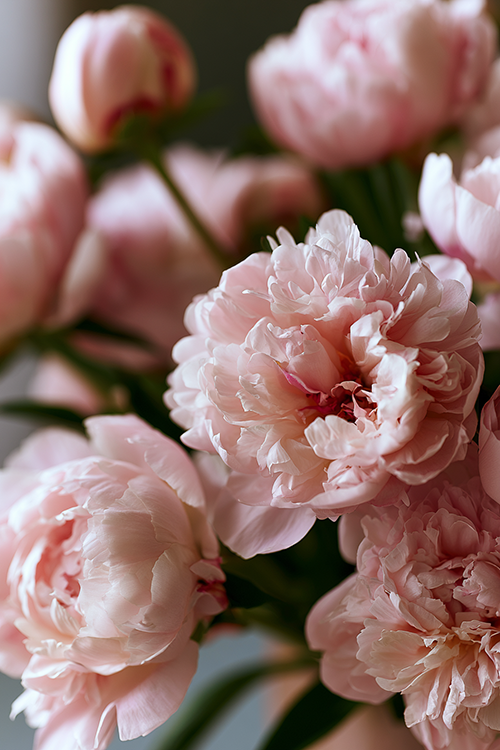 Delicate blush pink peonies with layered petals and soft natural light creating a romantic floral aesthetic