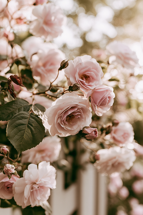 Blush pink roses blooming in a cottage garden at sunrise with golden morning light, pastel petals, and elegant floral beauty.