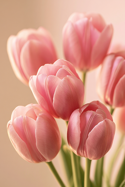 Blush pink tulips bathed in gentle golden light with airy spring tones and serene floral beauty.