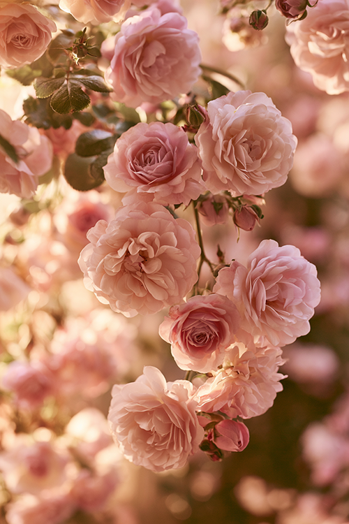 Cascading blush pink roses growing along garden stems with abundant blooms and romantic cottage garden charm.