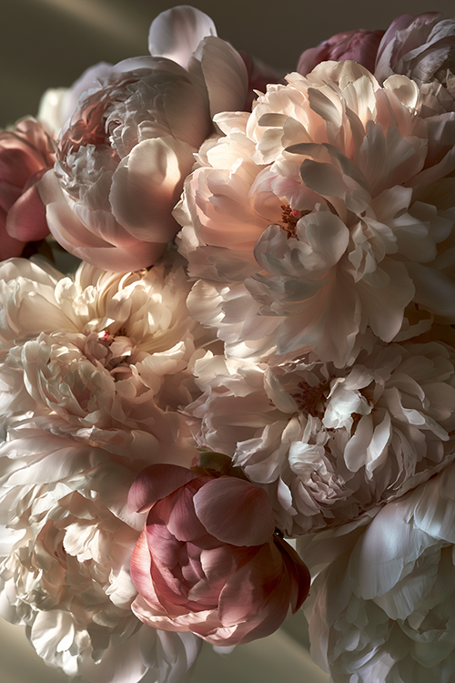 Close-up view of blush peonies displaying intricate layered petals illuminated by gentle morning sunlight.