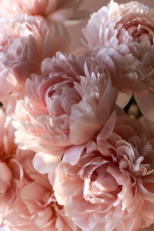 Close-up botanical photography of pastel pink peonies with intricate petal details and soft natural light.