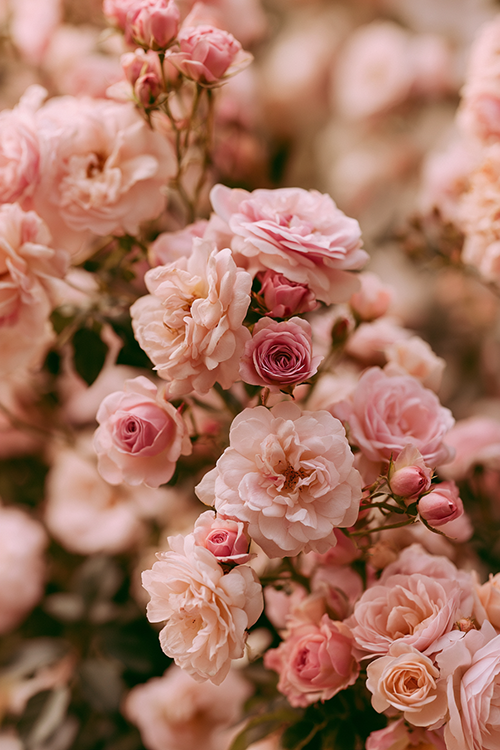 Clusters of blush pink cottage garden roses blooming among soft foliage and warm natural light.