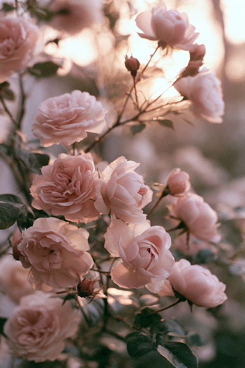 Dreamy pink rose blooms illuminated by soft sunrise light with airy floral atmosphere and pastel garden elegance. 