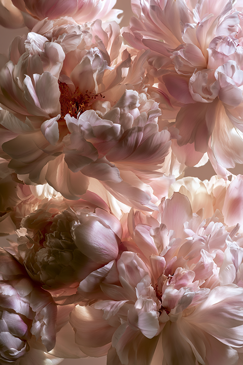 Lush blush peony blooms with ruffled petals creating a romantic cottage garden aesthetic. 