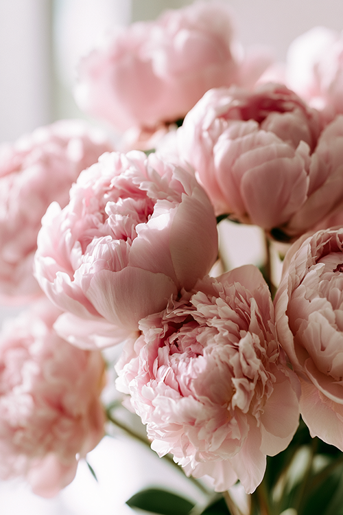 Lush soft pink peonies glowing in gentle morning sunlight with layered pastel petals and elegant botanical beauty.