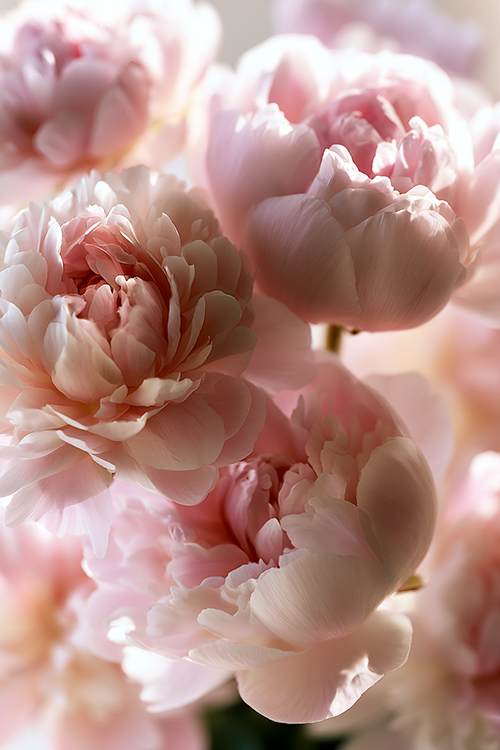 Pastel pink peonies blooming in dreamy soft light with layered petals and romantic floral charm.