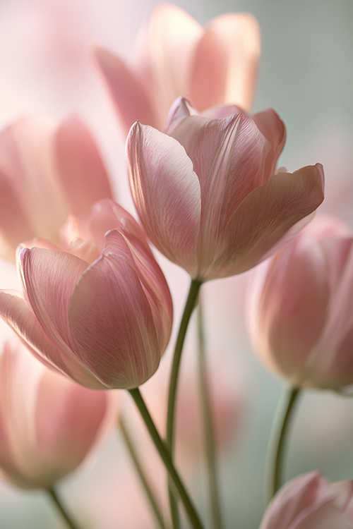 Close-up of pastel pink tulips illuminated by diffused light, showcasing elegant petals and soft botanical textures