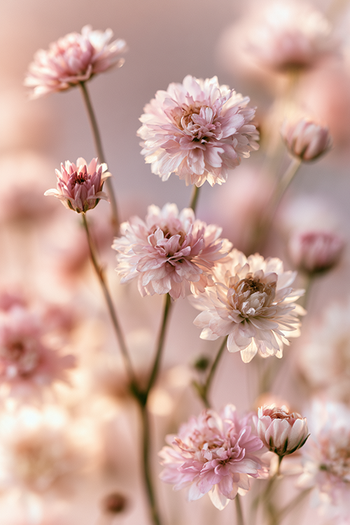 Pastel pink wildflowers blooming gracefully in warm sunlight with soft textures and romantic botanical beauty