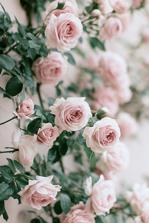 Pastel blush roses cascading along a cottage garden wall with soft natural light, lush greenery, and timeless floral elegance