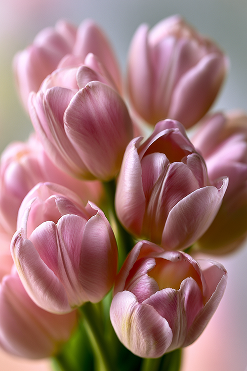 Pastel pink tulips in soft natural light with elegant botanical details and a serene spring aesthetic.