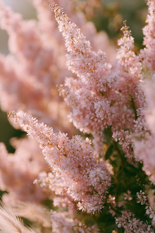 Pink astilbe flowers glowing in golden morning light with feathery blooms and elegant cottage garden charm.
