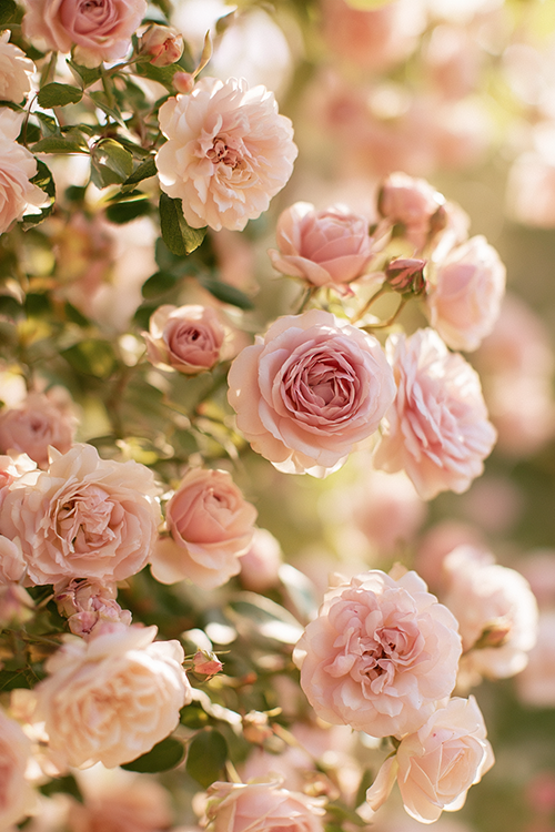 Blush pink climbing roses glowing in soft morning light throughout a charming cottage garden with lush greenery and elegant floral