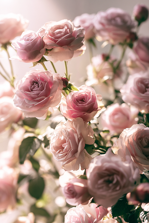 Romantic pink roses blooming among lush greenery with gentle morning light and timeless cottage garden charm