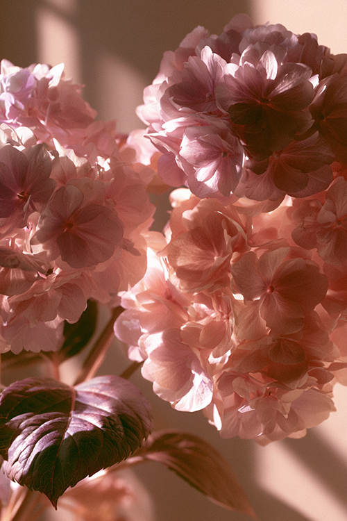 Soft pink hydrangeas glowing in gentle morning sunlight with pastel petals and elegant botanical beauty