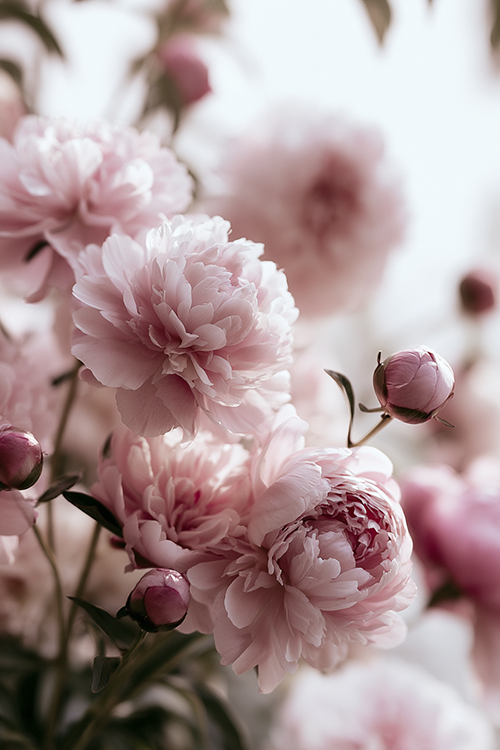 Soft pink peonies blooming in a peaceful spring garden with lush pastel petals and elegant botanical beauty