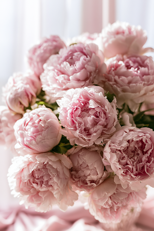 Soft pink peony bouquet glowing in warm morning light with lush layered petals and romantic botanical beauty.