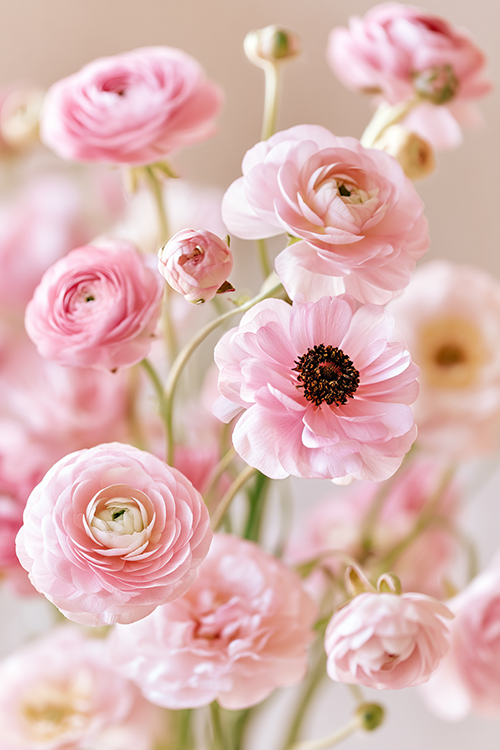 Soft pink ranunculus bouquet glowing in gentle morning sunlight with delicate layered petals and elegant spring garden beauty