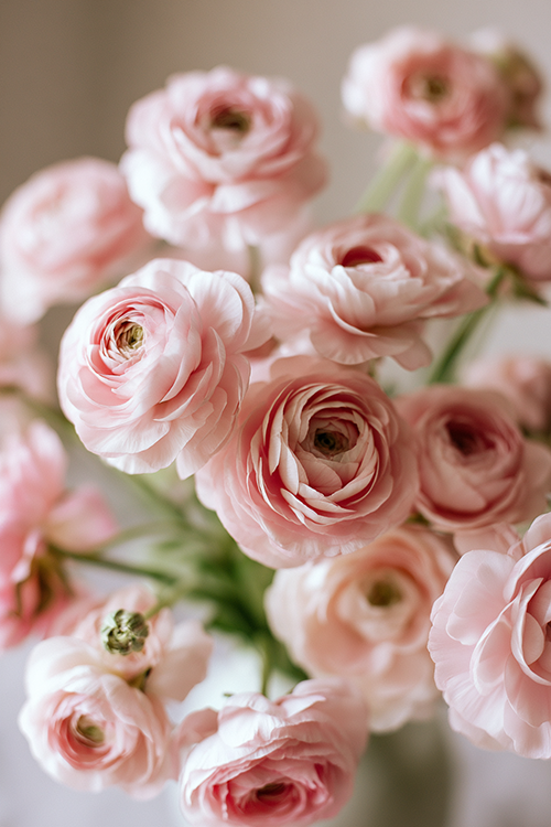 Soft pink ranunculus flowers arranged in a romantic spring bouquet glowing in gentle morning light with elegant pastel petals and botanical beauty.