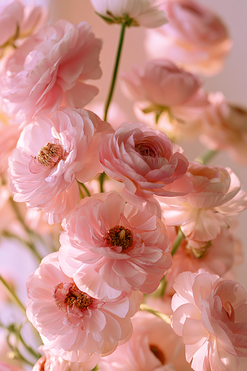 Soft pink ranunculus blooms glowing in gentle sunrise light with layered pastel petals and elegant botanical beauty.
