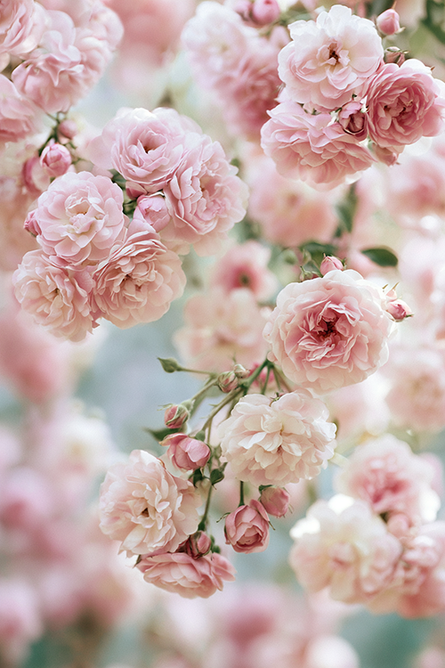 Soft pink roses cascading through a cottage garden with delicate blooms, pastel petals, and dreamy floral beauty.