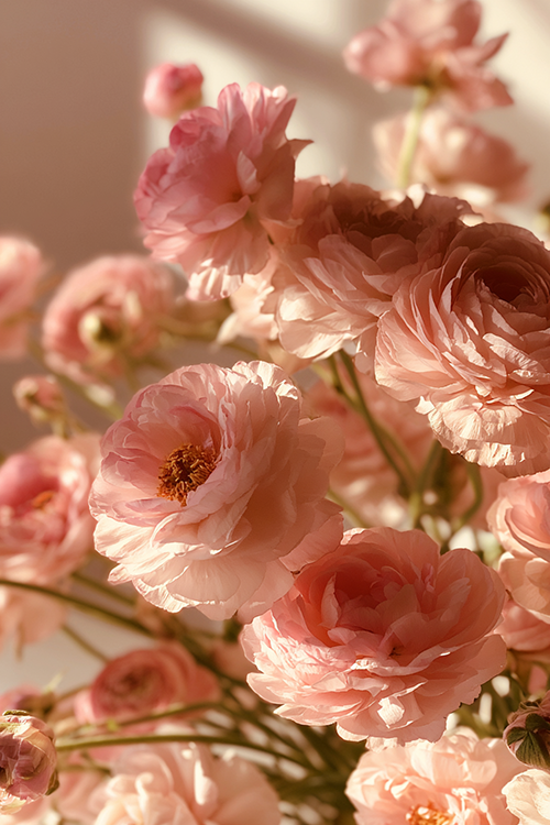 Pink ranunculus bouquet glowing in warm spring sunlight with luminous petals and romantic botanical atmosphere.