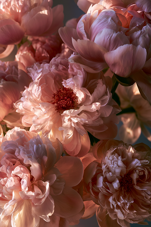 Soft pink peonies illuminated by warm morning sunlight highlighting delicate petals and botanical texture.